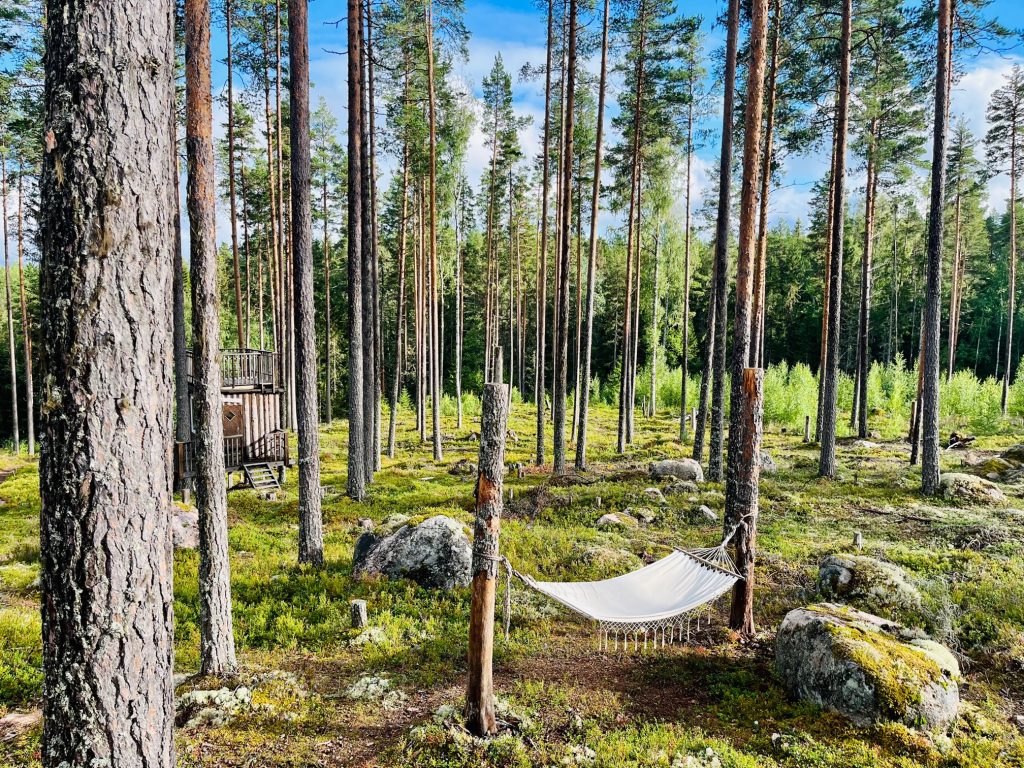 A tranquil forest scene featuring tall pine trees, a hammock strung between two wooden posts, and a rustic wooden platform partially visible in the background, surrounded by lush greenery and rocks.