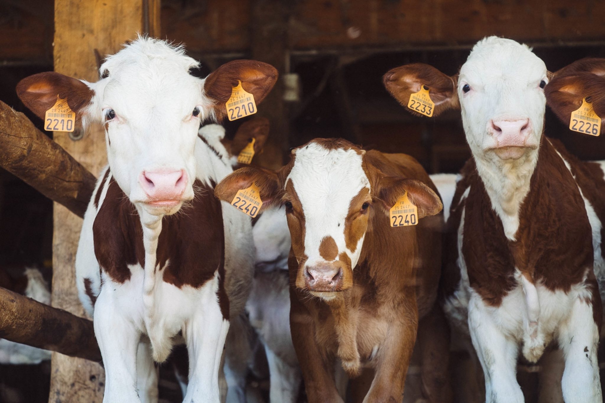 Three young calves with ear tags, standing in a barn. They have a mix of brown and white fur, with the barn's wooden structure visible in the background.